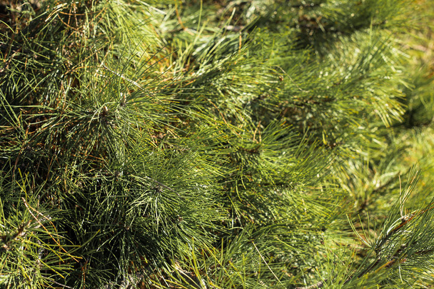 Вічнозелена сосна в лісі
 - Фото, зображення