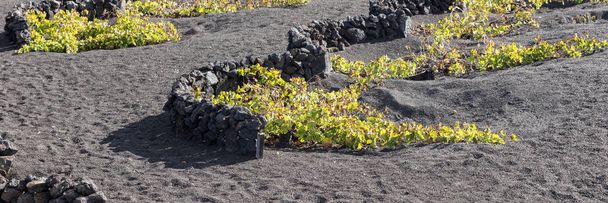 Unique volcanic vineyards on Lanzarote Island. Canary Islands. Spain - Photo, Image