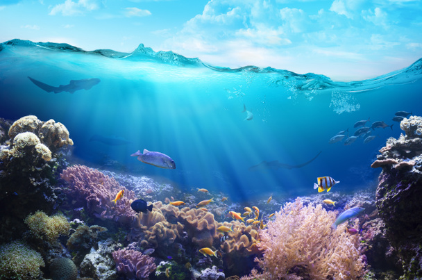 Underwater view of the coral reef. - Photo, Image