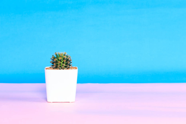 Cactus in vaso bianco su fondo rosa e blu
. - Foto, immagini