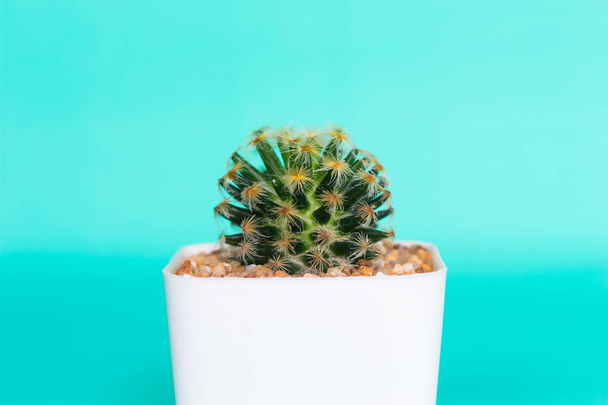 Cactus en maceta blanca sobre fondo verde
. - Foto, Imagen