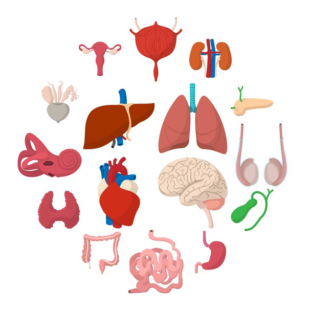 Ícones de desenhos animados de órgãos internos
 - Vetor, Imagem
