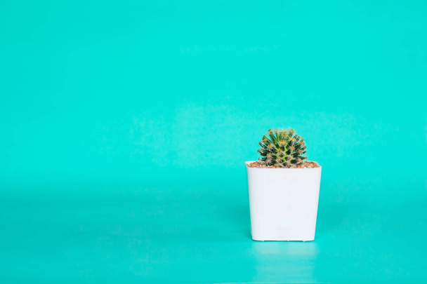 Cactus in white pot on green background. - Fotoğraf, Görsel