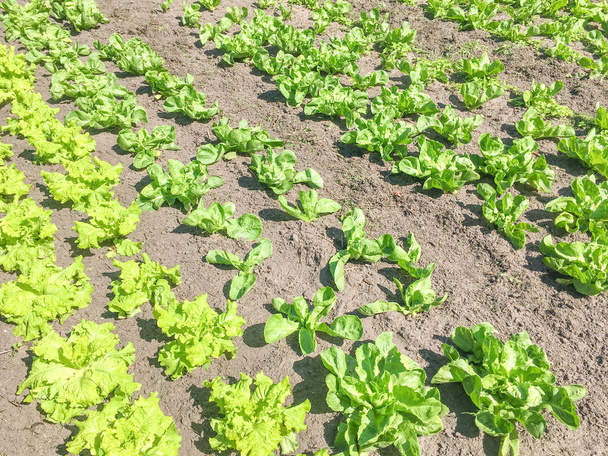Salat und Endivien im Bio-Gemüsegarten. - Foto, Bild
