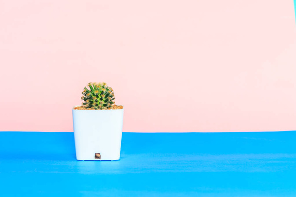 Cactus en maceta blanca sobre fondo azul y rosa
. - Foto, Imagen