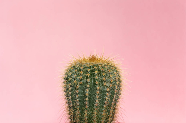 Cactus on pink background. - Foto, afbeelding