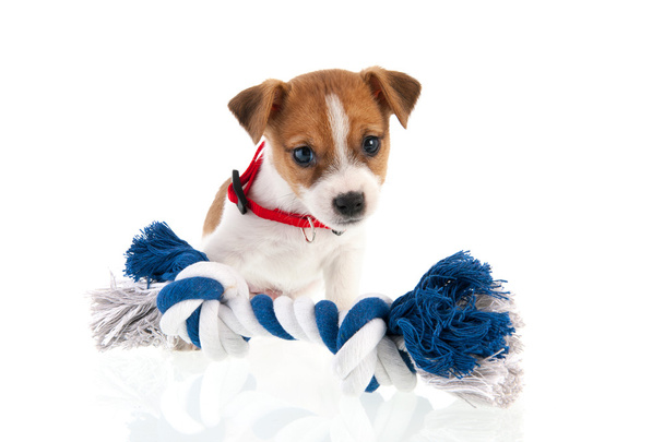 Jack russel štěně s žvýkání lano - Fotografie, Obrázek