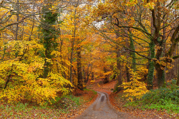 Atemberaubende leuchtende Herbstbaumfarben nach dem Regen mit einer Landstraße oder einem Pfad, der durch den Wald führt. Waldszene mit orangefarbenen und gelben und roten Herbstblättern - Foto, Bild