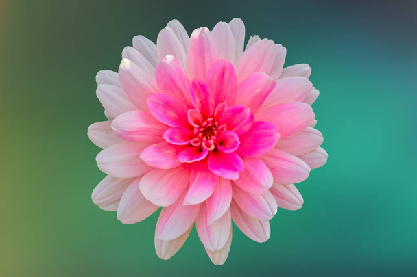 roze dahlia op textuur achtergrond - Foto, afbeelding