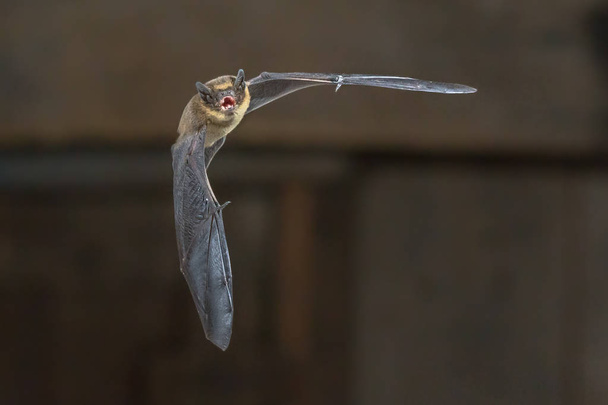 暗闇の中での家の木製のロフトに飛ぶアブラコウモリ バット (アブラコウモリ アブラコウモリ) - 写真・画像
