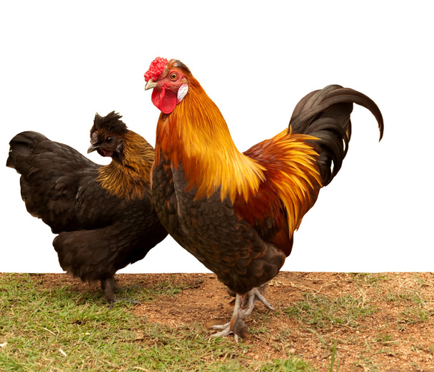 Zijdehoen pekin bantam cross kippen - Foto, afbeelding