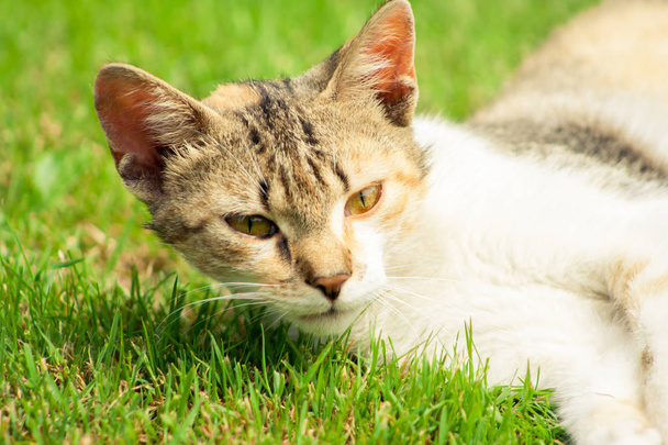 fiatal macska emelt fejjel fekszik a fűben. cica a réten. - Fotó, kép