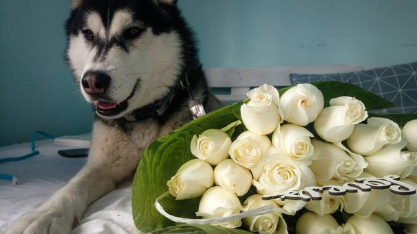 El perro Husky felicita por mi cumpleaños. Flores de rosas de bienvenida de tu mascota
. - Foto, Imagen