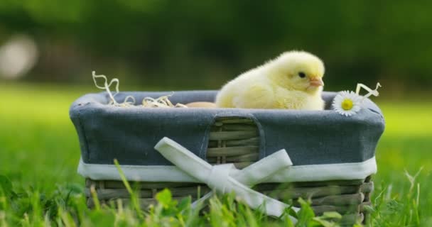 On a sunny day, little yellow chicks sitting in a basket, in the background of green grass and trees, concept: farming, ecology, bio, easter, love. - Video