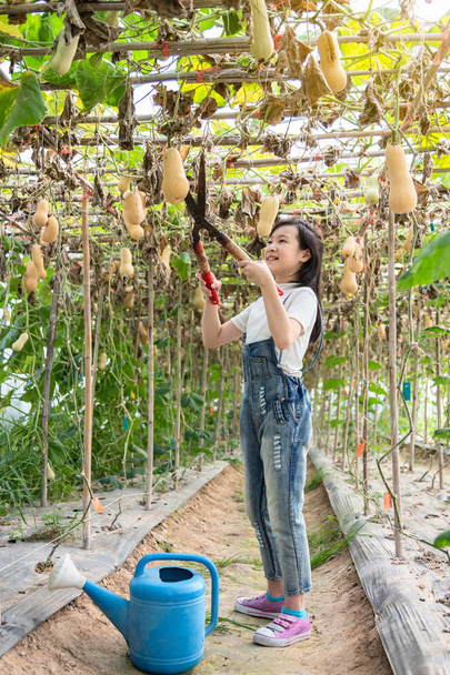 Happy asian girl in her garden,Little girl to harvesting pumpkin in a greenhouse - Photo, Image