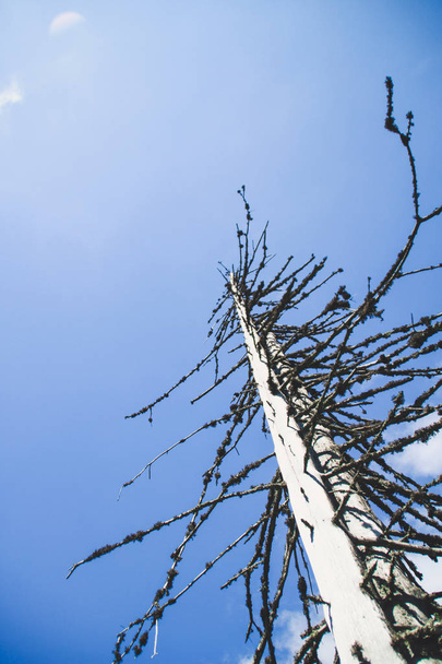 Egy régi magas szárított fa lucfenyő. Ukrajnai Kárpátokban. Hegyek és a hegycsúcsok. Mesés megjelenés. - Fotó, kép