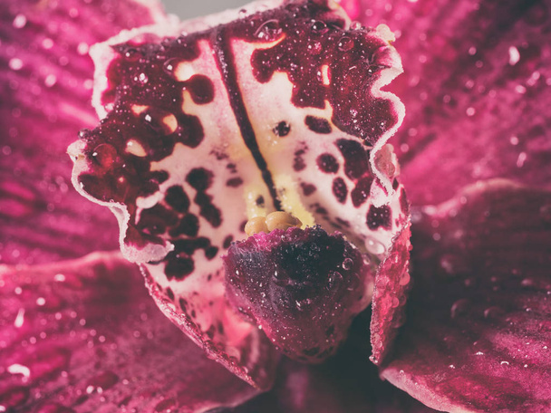 白い背景の上に水の滴とエキゾチックな花のピンクの蘭の花クローズ アップ、美しいマクロ画像 - 写真・画像