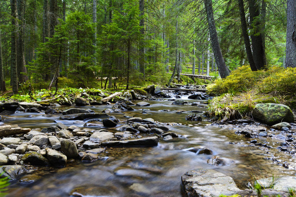 Mountain river flowing through the green forest. Stream in the wood - 写真・画像
