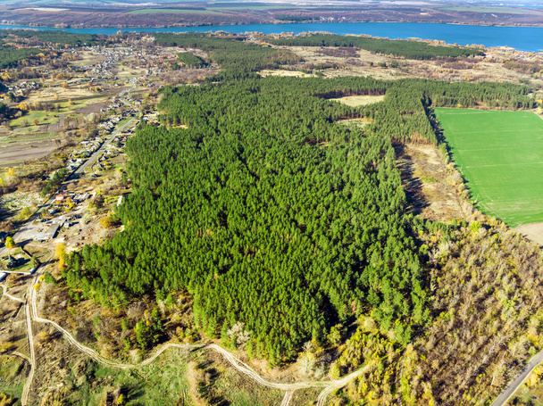 Vista aérea do homem evergreen plantado pinheiro foret. Endireitar fileiras de árvores. Ecologização do planeta e eco-friendly
. - Foto, Imagem