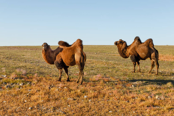Two two-humped camels in the steppes of Mongolia - Photo, Image