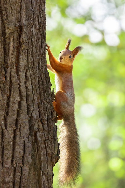 Squirrel in the autumn park - Photo, Image
