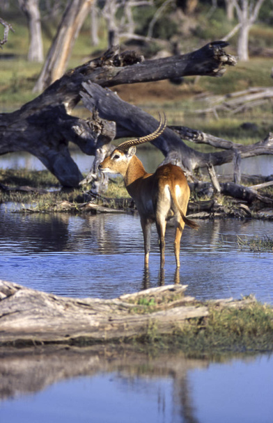 Lechwe (Kobus leche), Reserva de Vida Silvestre Moremi, Ngamilandia, Botswana, África
 - Foto, Imagen