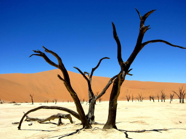 Espalhados troncos de árvores mortas no Vale da Morte escondido em Sossusvlei com céu azul e dunas de areia
 - Foto, Imagem