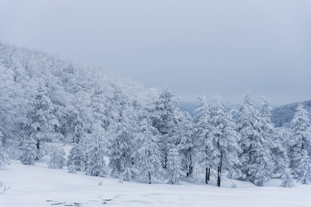 Paisaje invernal de montañas búlgaras. - Foto, imagen