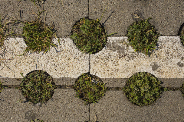 Grass and concrete. The unity of the biosphere and urbanization. Creative solution for growing plants in the city. - Photo, Image