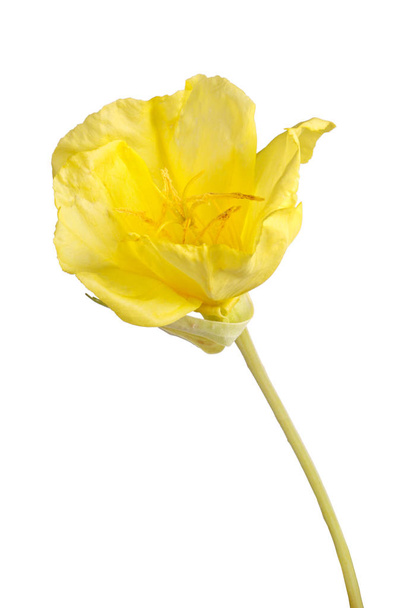 Stem with a single bright yellow flower of Missouri evening primrose (Oenothera macrocarpa) isolated against a white background - Photo, Image
