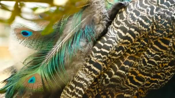 Elegante wilde exotische vogels, kleurrijke artistieke veren. Close up van peacock getextureerde verenkleed. Vliegen Indiase groene Pauw - Video