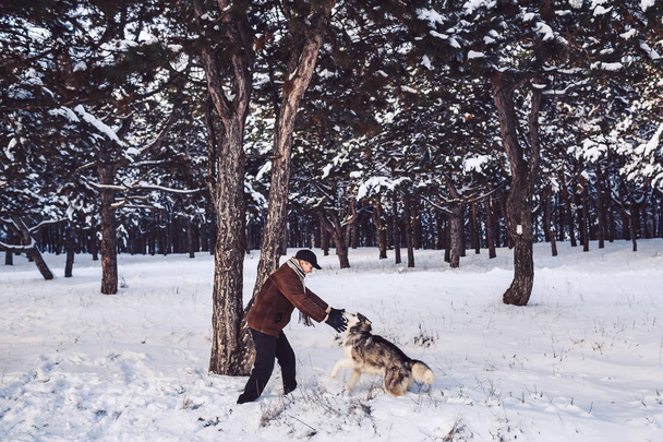 Маламут людина і собака грають в парку взимку
. - Фото, зображення