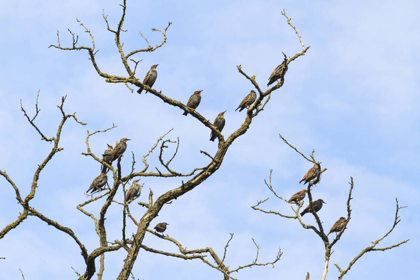 Стая птиц сидит на сухой ветви
 - Фото, изображение