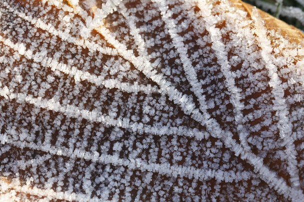 Frost covered leaf in November - Photo, Image