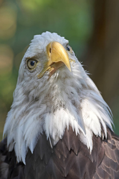Closeup portrait of the bald eagle with vegetation in the background - Photo, image