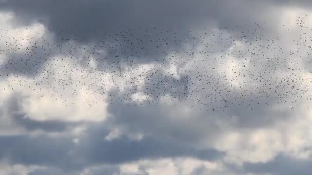 miles de aves vuelan en el cielo nublado
 - Metraje, vídeo