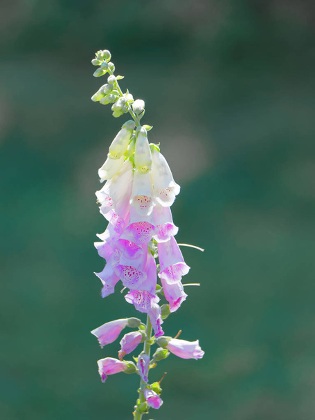Myrkyllisen kukan lähikuva Yleinen kettuhansikas (latinaksi: Digitalis pu
 - Valokuva, kuva
