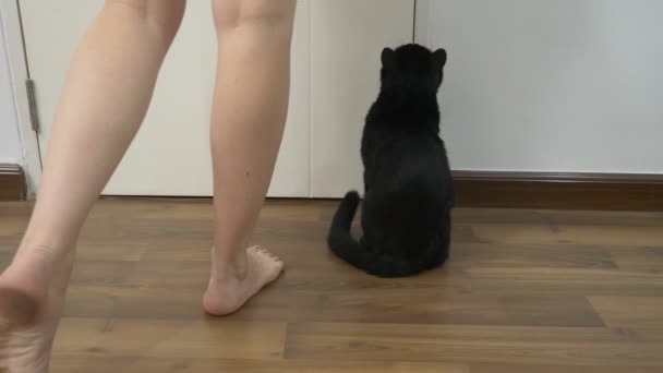 a black cat is sitting at the door waiting for him to open the door. Closeup of female legs. Woman opens the door to the cat - Video, Çekim