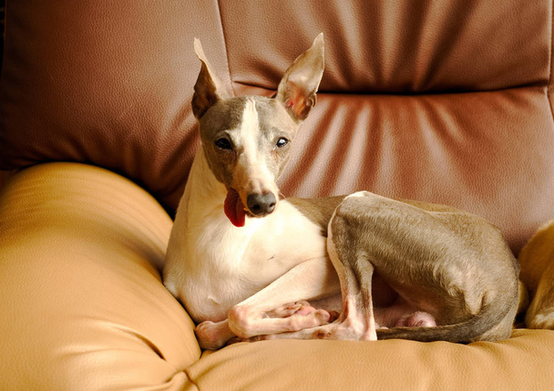 若いグレイハウンド犬のクローズ アップ画像です生きている州のアームチェアでリラックス - 写真・画像