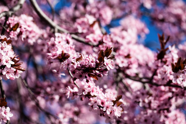 Pink cherry flowers blooming in springtime. - Foto, Bild