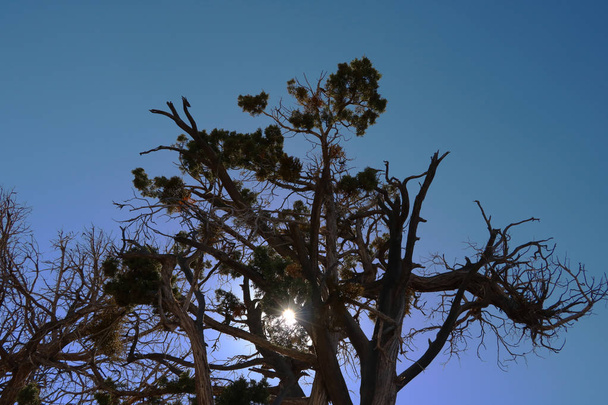Dead tree silhouette shape against clear empty blue sky in summer sun - Fotó, kép
