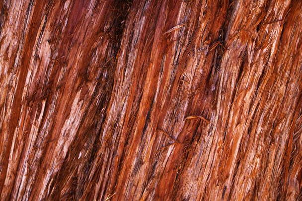 Vista de la corteza roja brillante de un árbol, fondo, textura
 - Foto, imagen