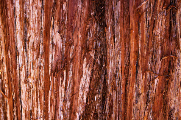The texture of the bark of a young coastal redwood, Sequoia sempervirens- background or backdrop - 写真・画像