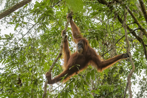 Sumatrzański Orangutan - Pongo abelii, prymas hominidów z lasy Sumatry, Indonezja. - Zdjęcie, obraz