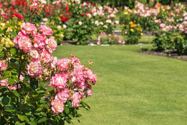 рожеві троянди, що ростуть у трояндовому саду з копією простору праворуч
 - Фото, зображення