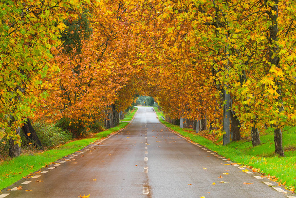 Escena de otoño con carretera en el bosque en Monsanto, Portugal
 - Foto, imagen
