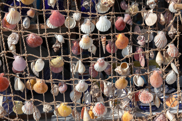 Shells & net - Photo, Image
