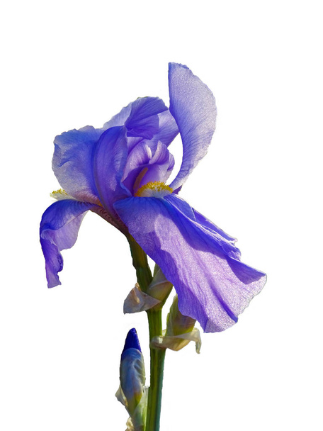 Iris germanica, lila Blüte mit Knospen und grünem Stiel, isoliert auf weißem Hintergrund                                - Foto, Bild