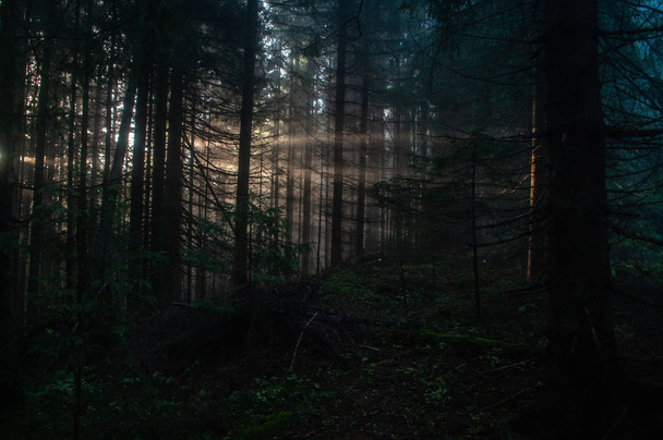 ακτίνες του ήλιου στο δάσος - Φωτογραφία, εικόνα