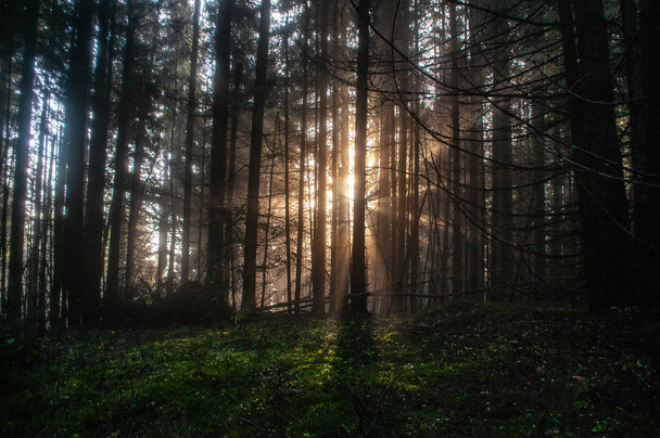 Rays of the sun in the forest - Φωτογραφία, εικόνα